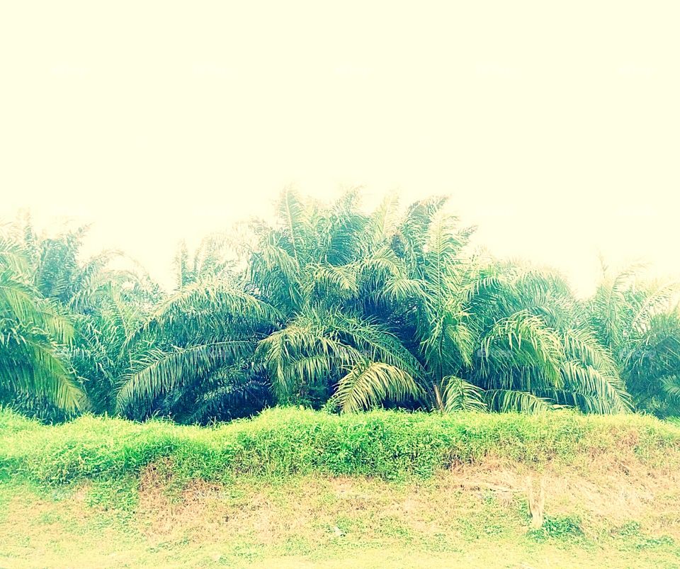 Oil palm trees