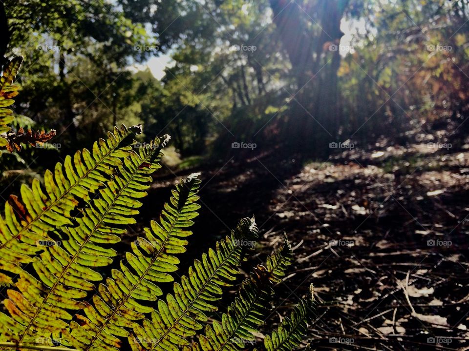 Ferns in the sun 