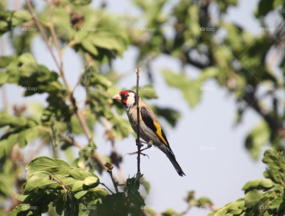 A grey bird with black and yellow wings and red face standing on a brown brunch 