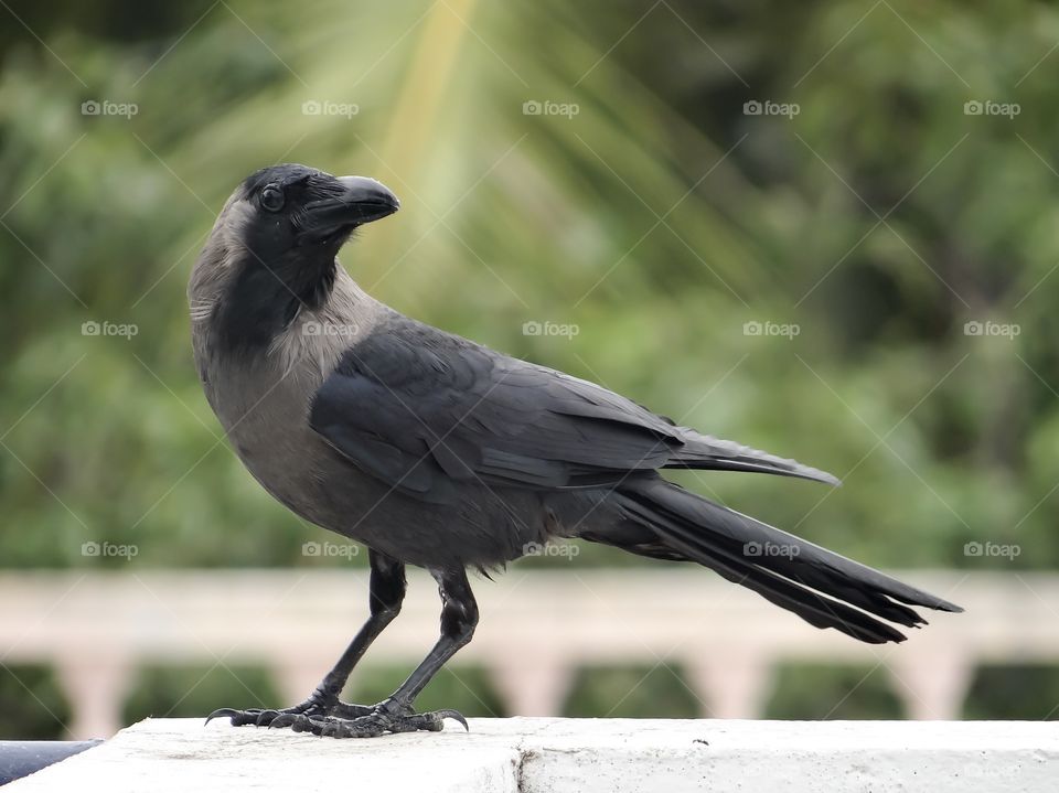 Beautiful crow