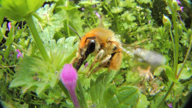 bee-01
