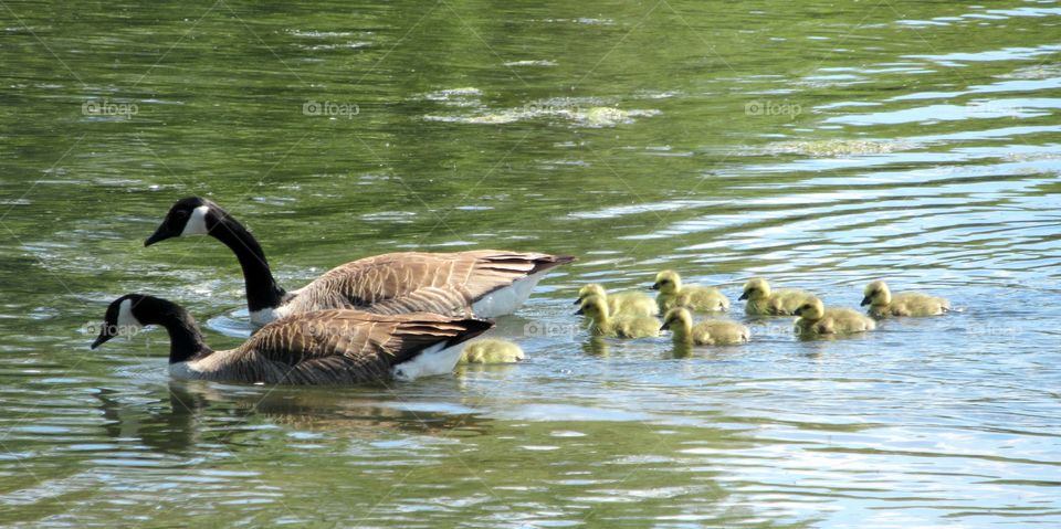 Canada geese with goslings on the lake