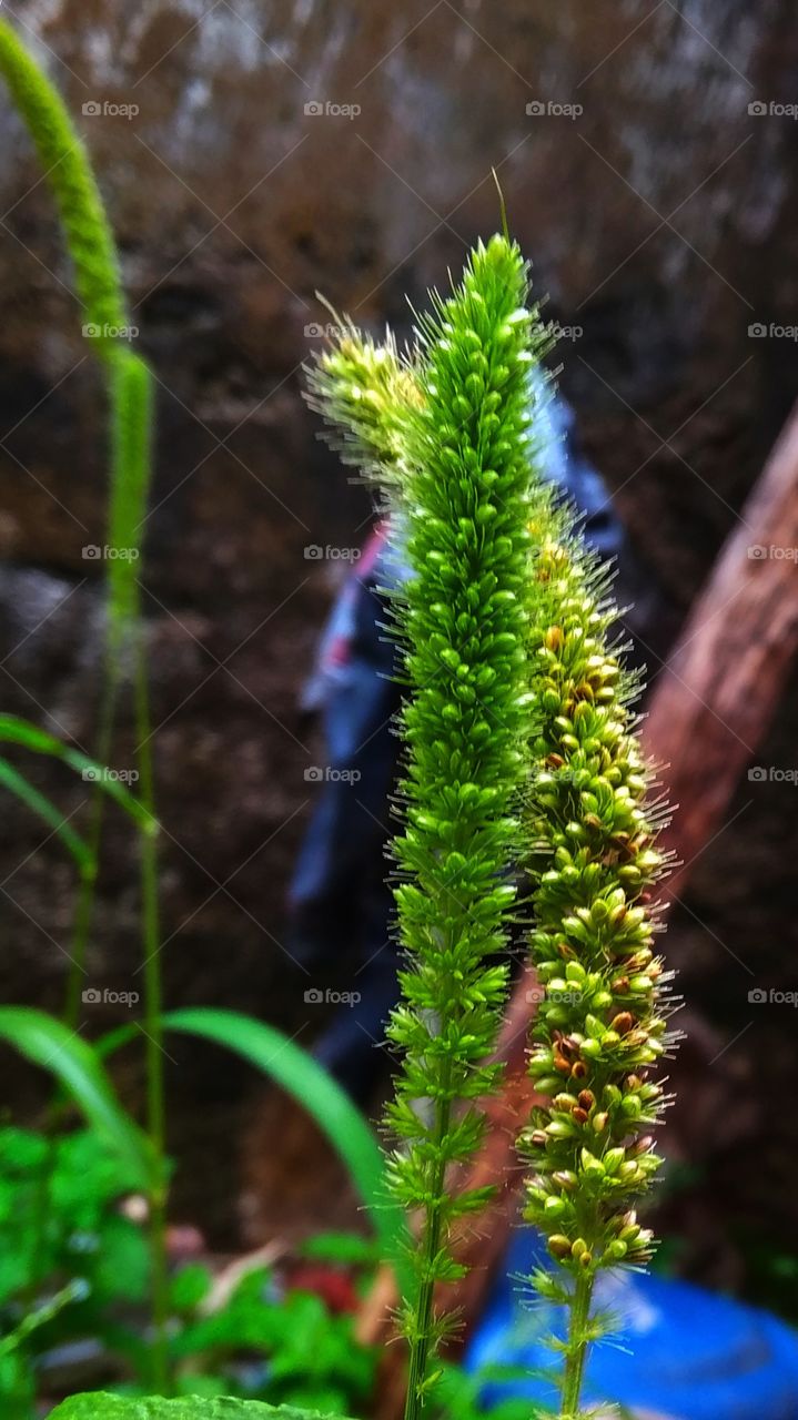 The composition of colours in our nature is extremely beautiful who feels it and for a photographer it's an awesome thing to capture.