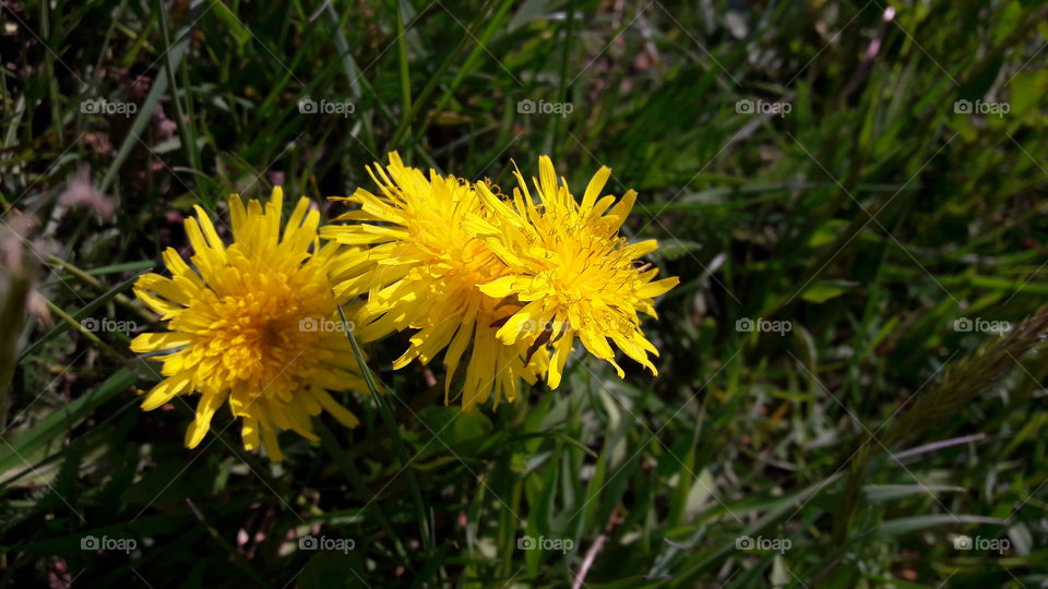 Beautiful macro shots