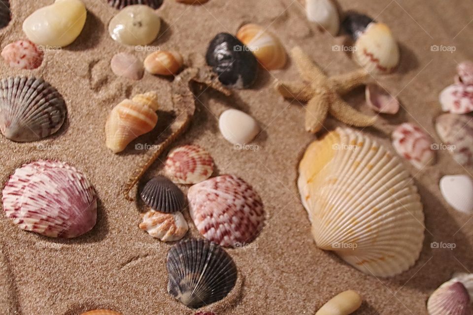 assorted seashells in the sand at the beach with a seahorse, and a starfish