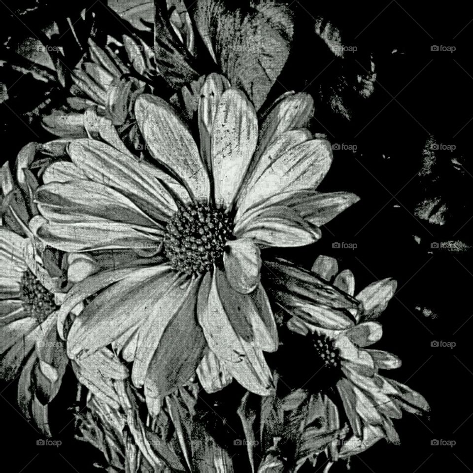 sadness. black and white daisies