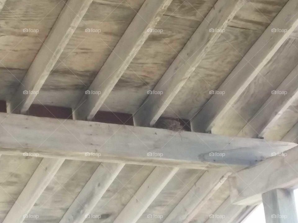 abanfon bird nest high in rafters.