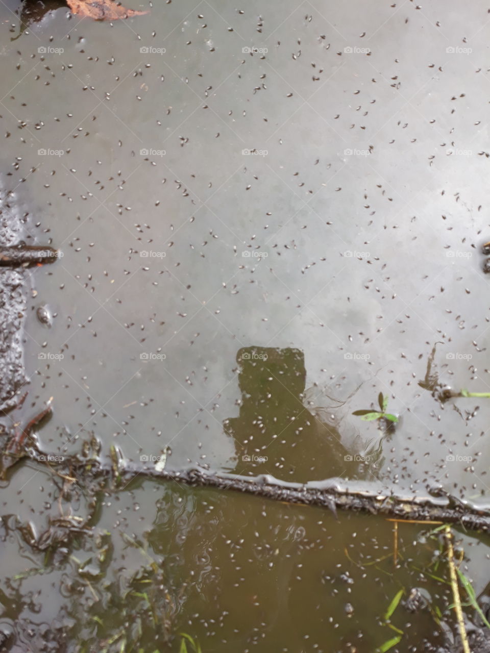 Flies in puddle of water