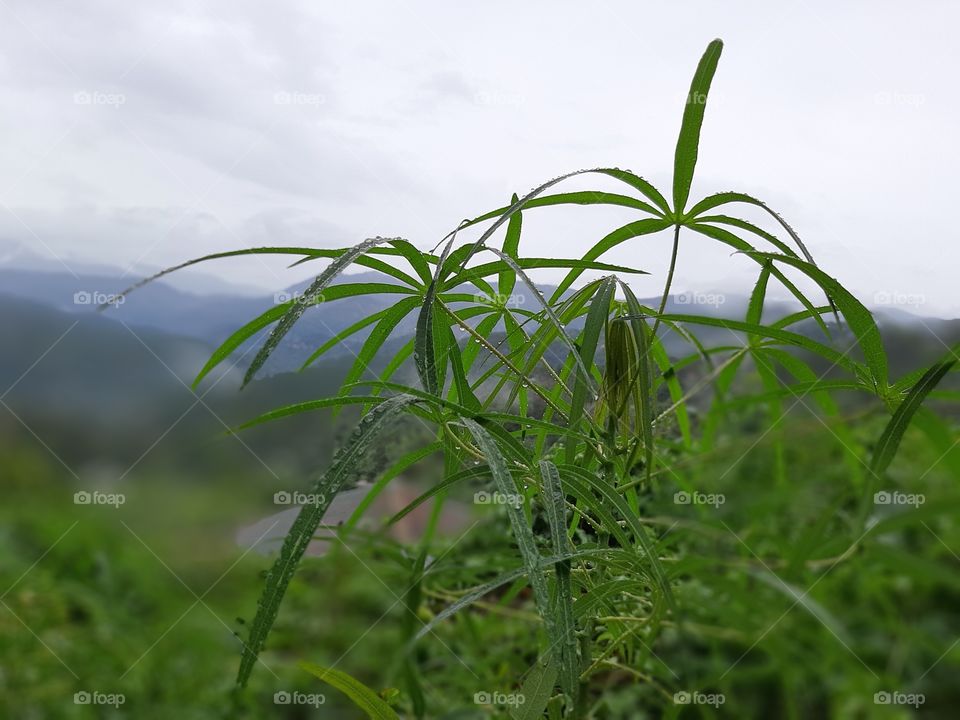 Cloudy day with the greens.