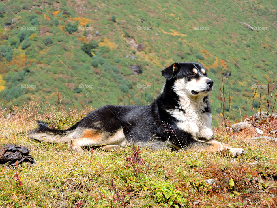 Sunbathing dog