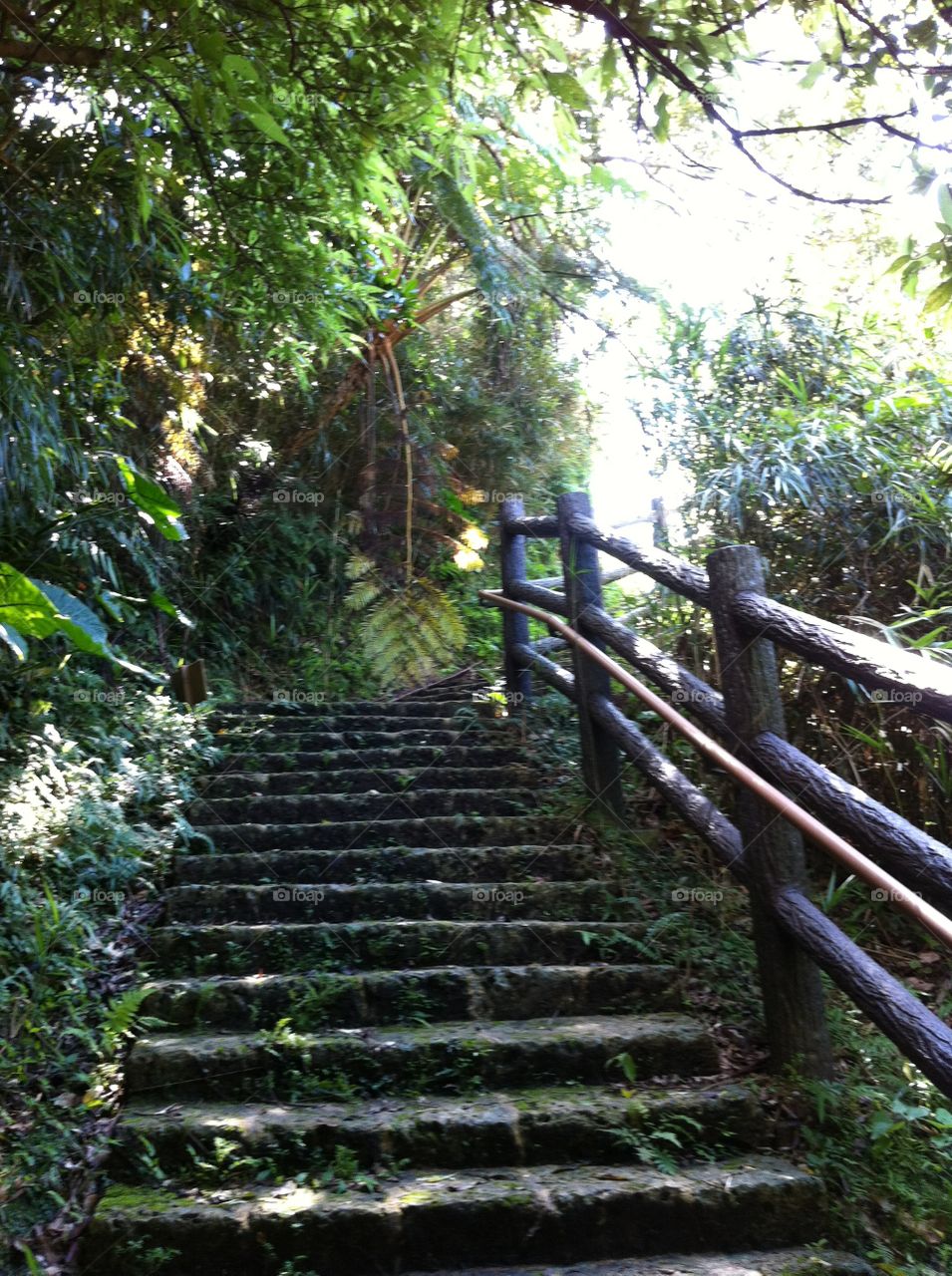 Step, Wood, Trail, Guidance, Leaf