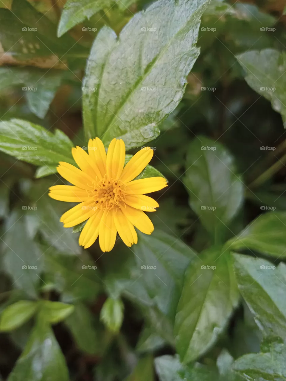 flower