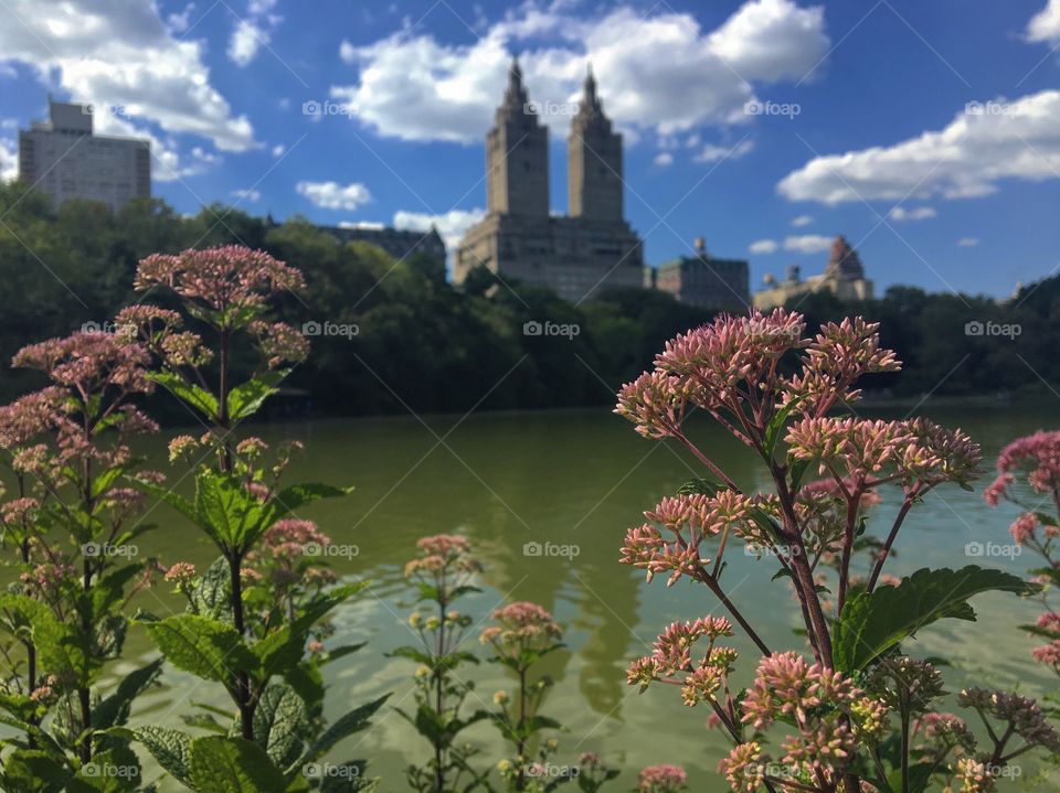 Flowers in Central Park