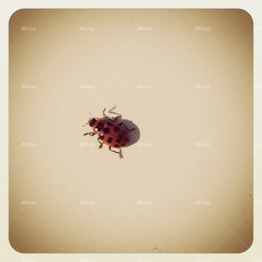 bug ladybug by misshope