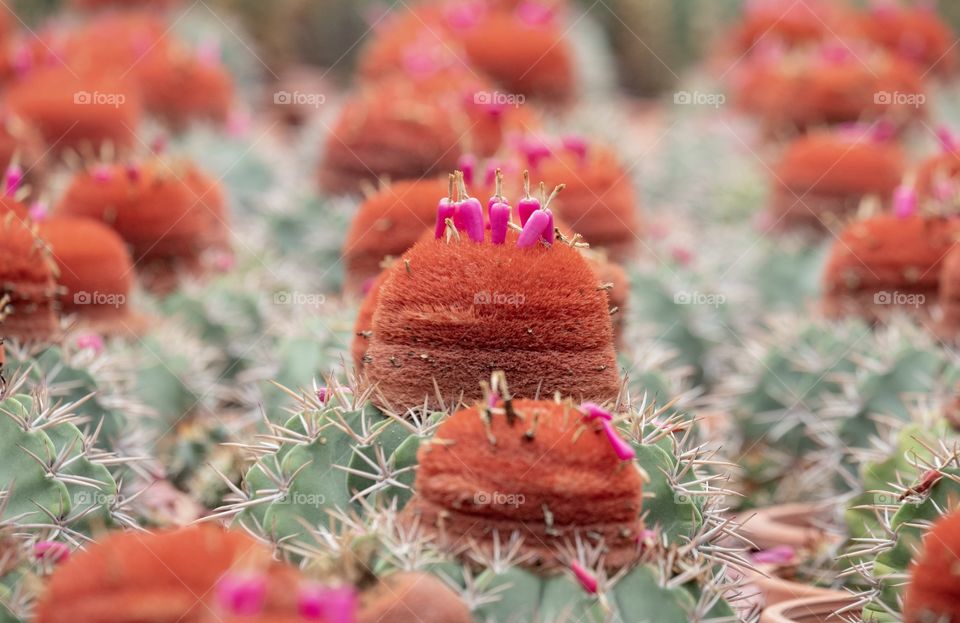 Beautiful cactus seed