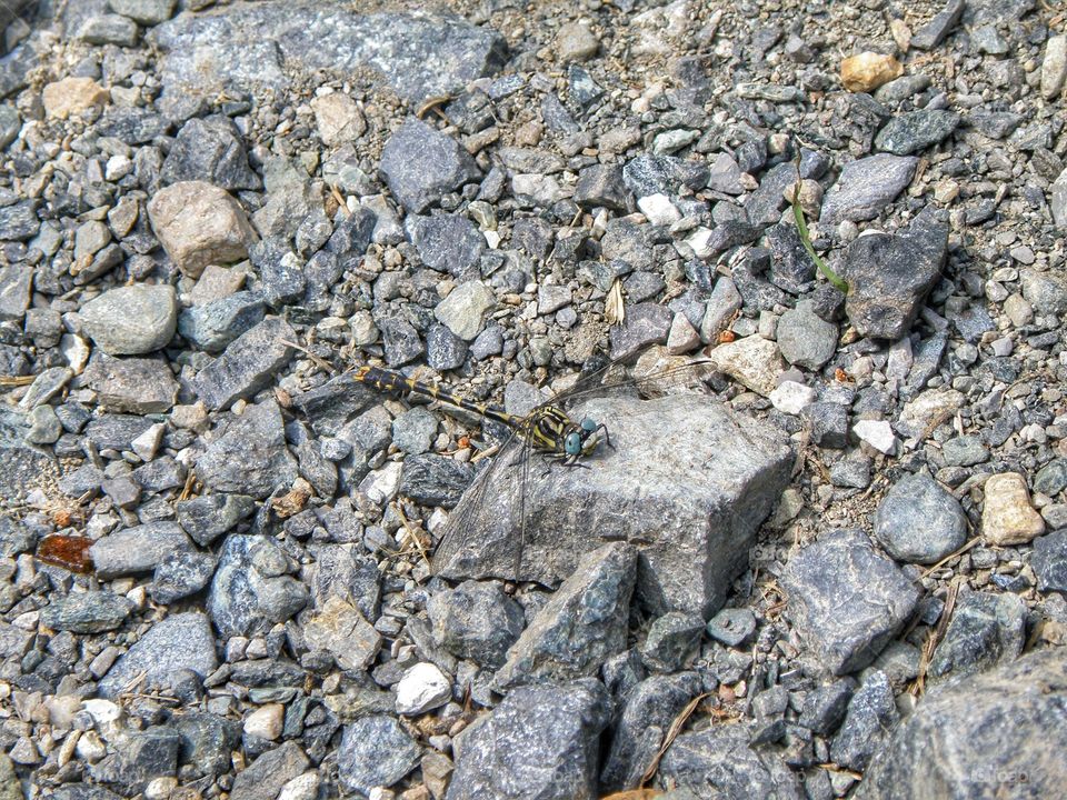 Libellula on rock