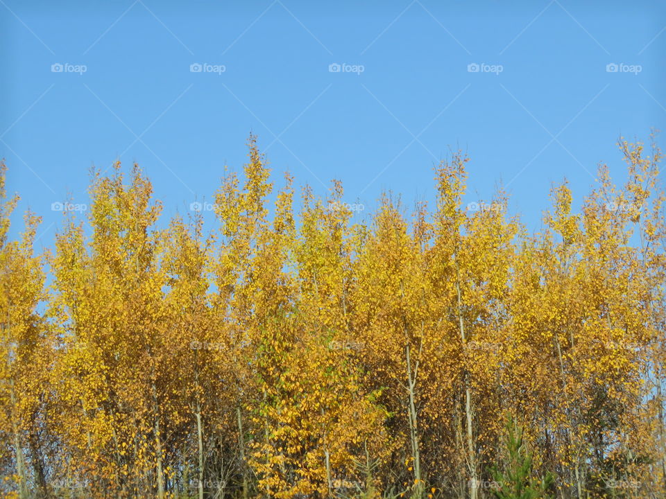 Poplar trees golden fall foliage against a clear blue sky.