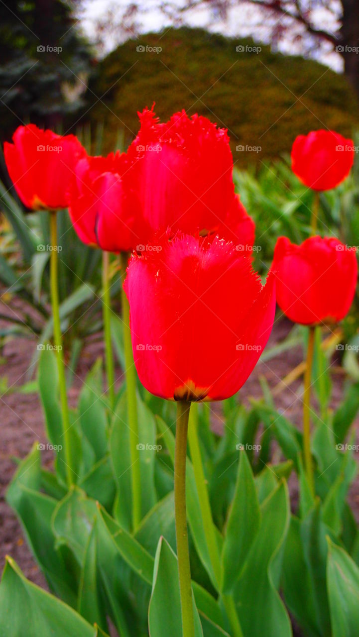 red hot tulips