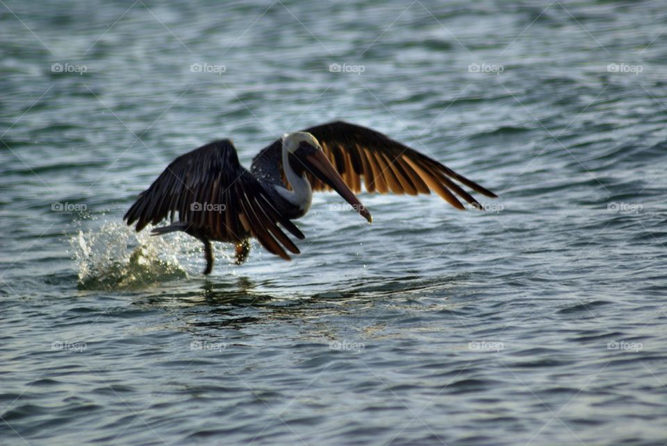 Pelican flying over the water