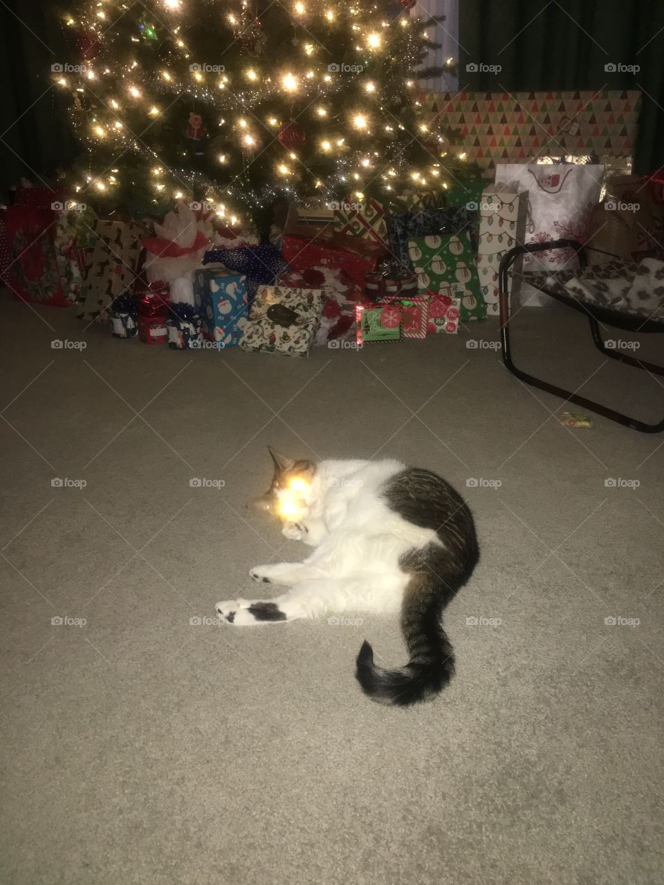 Bright eyes to match the tree