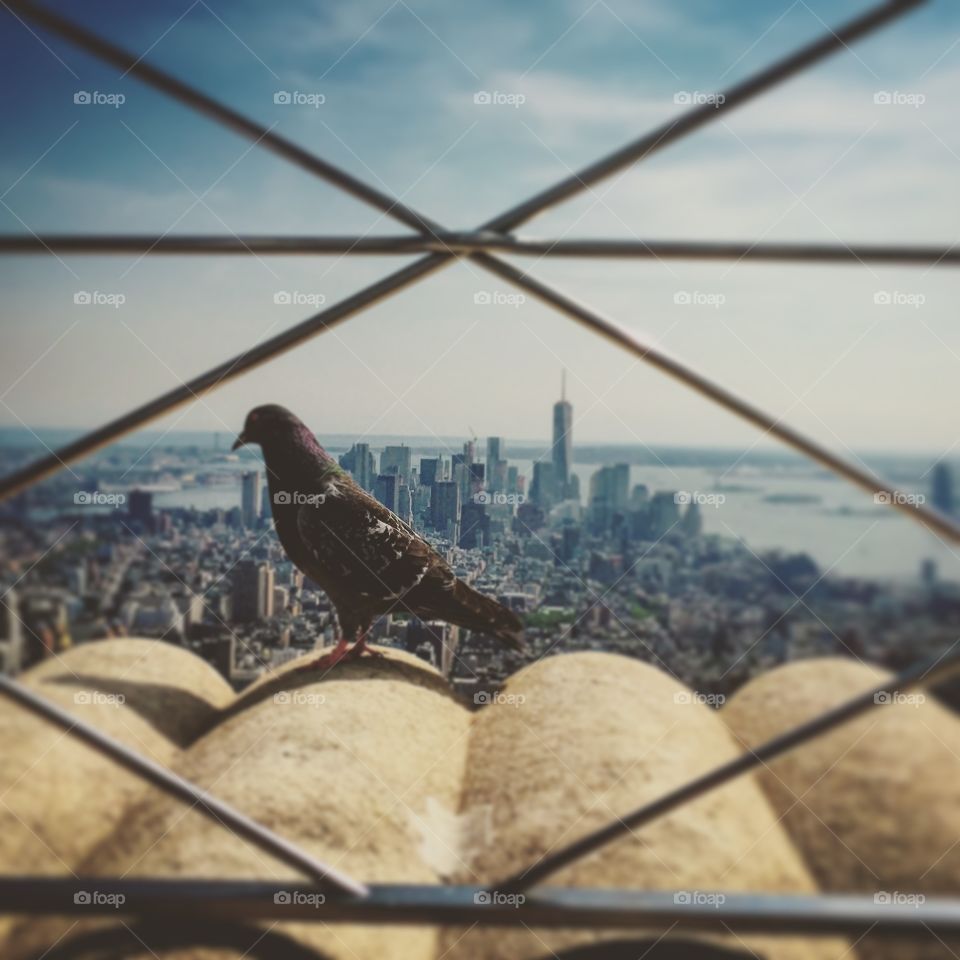 View Finder. Atop the Empire State Building looking out to depths on NYC