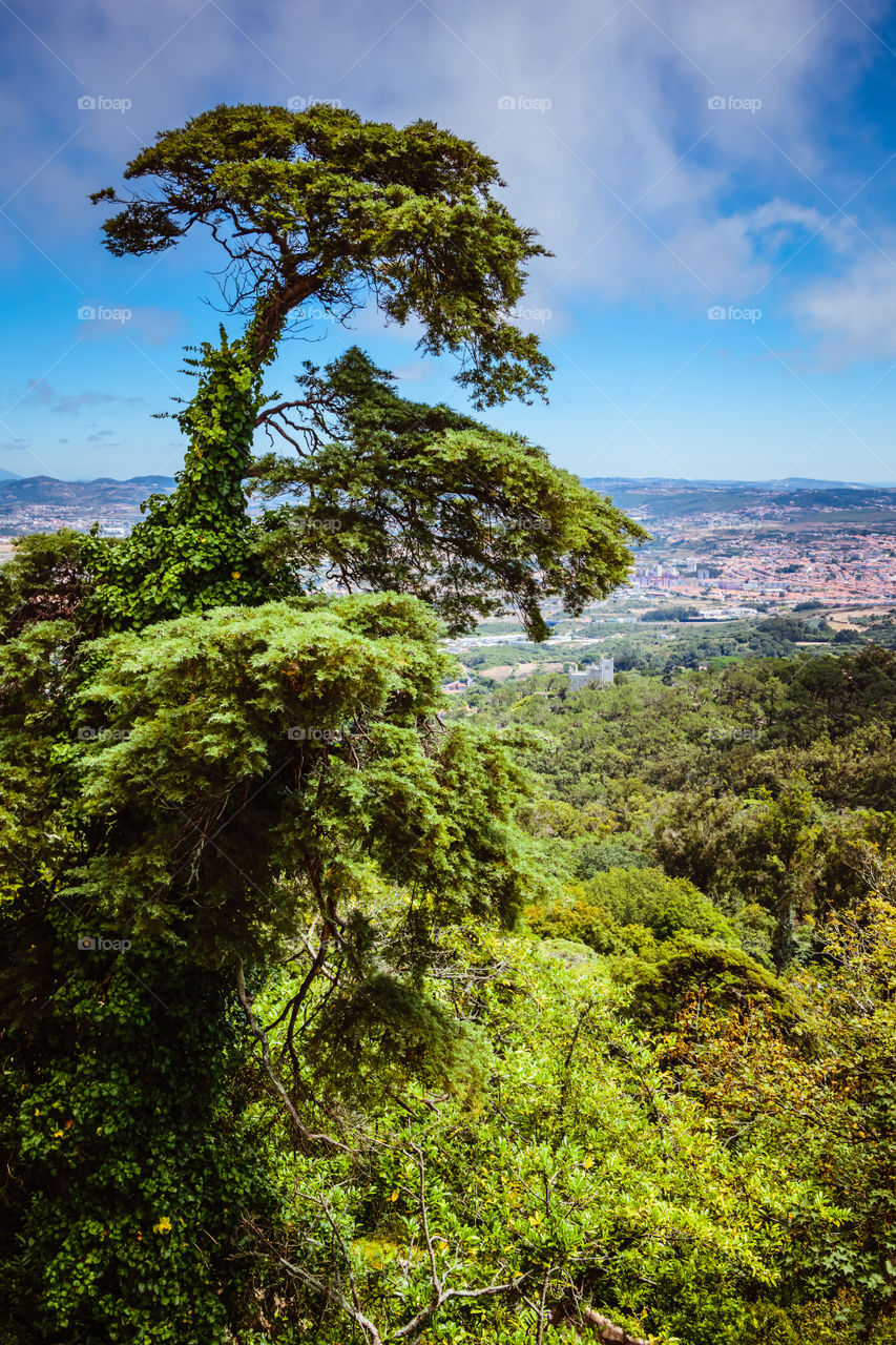 Landscape, Sintra, Portugal