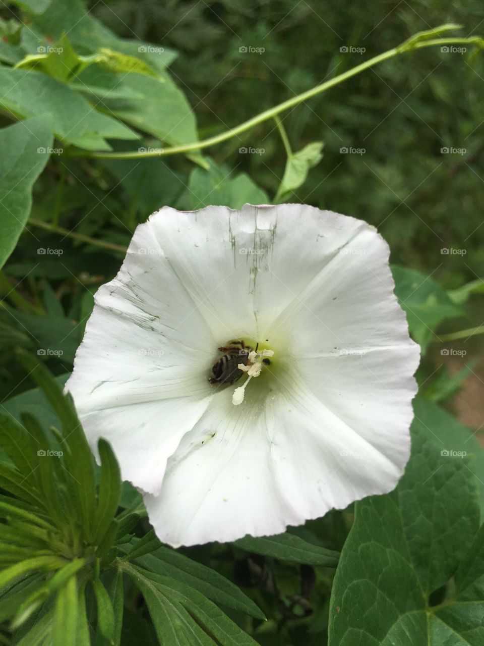 White blossom and bug