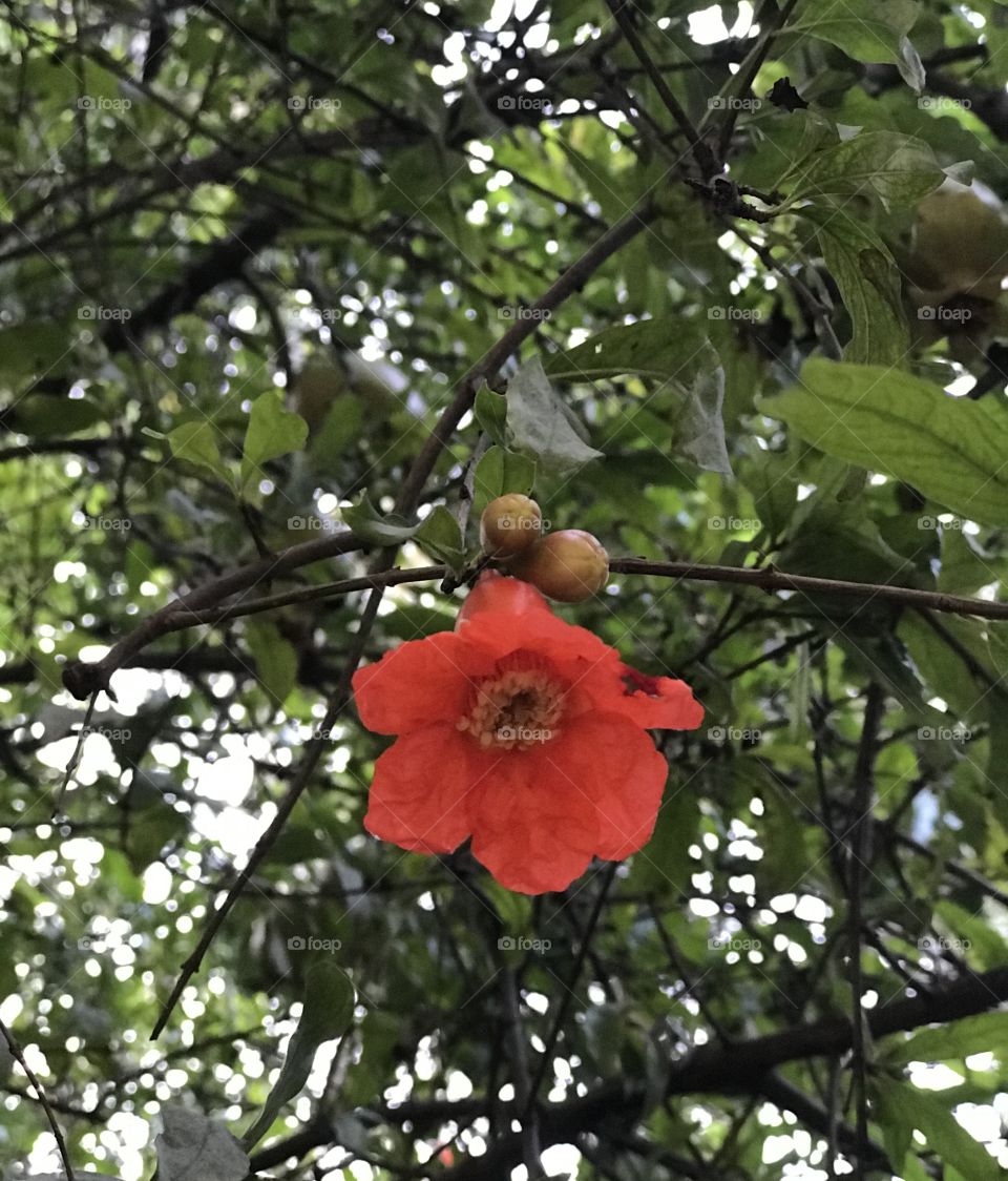 Pomegranate flower 