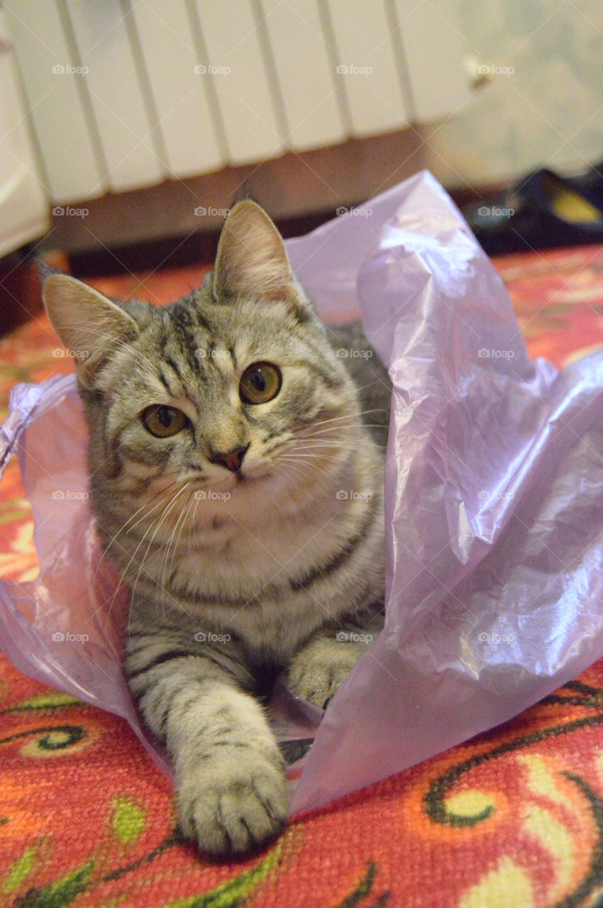 The Cat in the bag