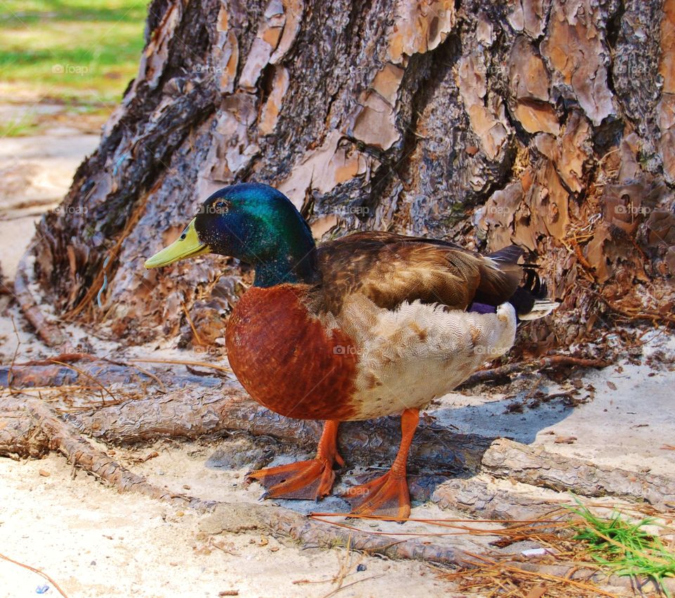 Mallard duck