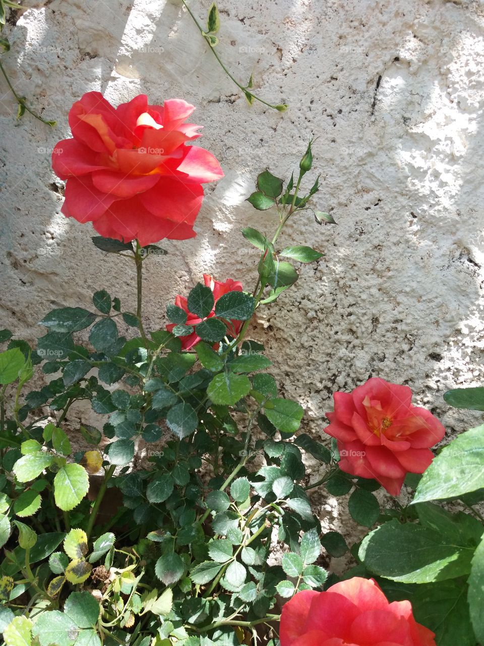 roses