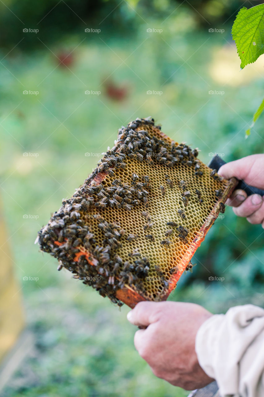 Beekeeper working in apiary, drawing out the honeycomb with bees and honey on it from a hive . Real people, authentic situations