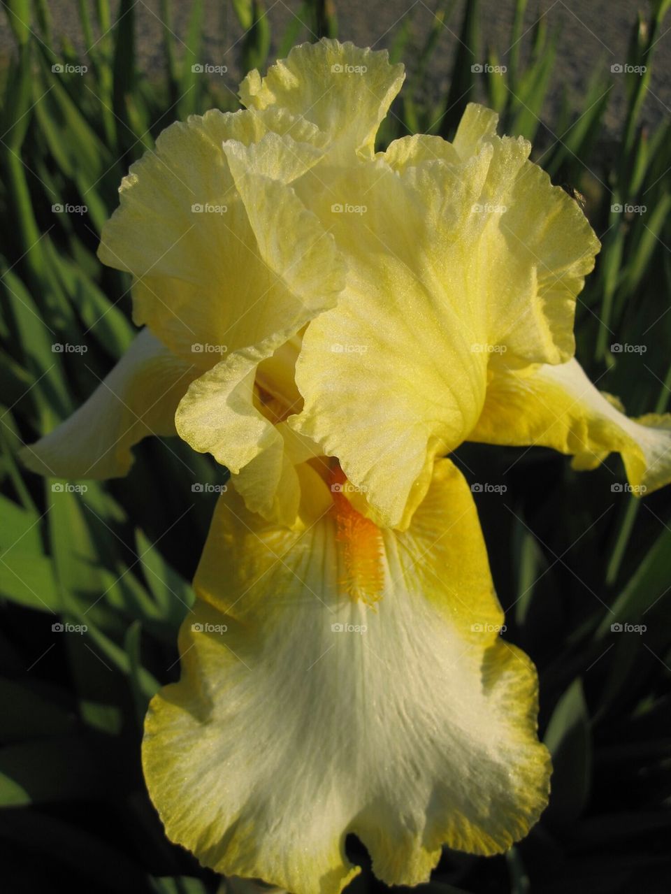 Giant Iris