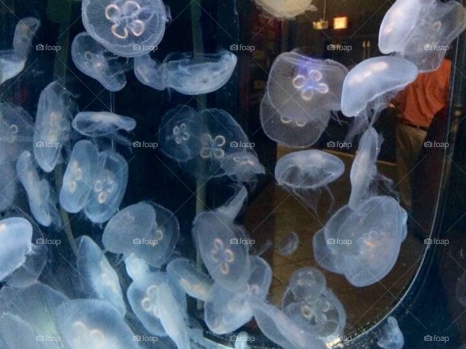 Tankful of jellyfish 