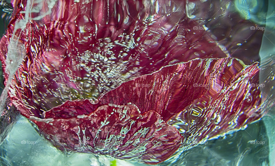 Close-up of poppy in ice