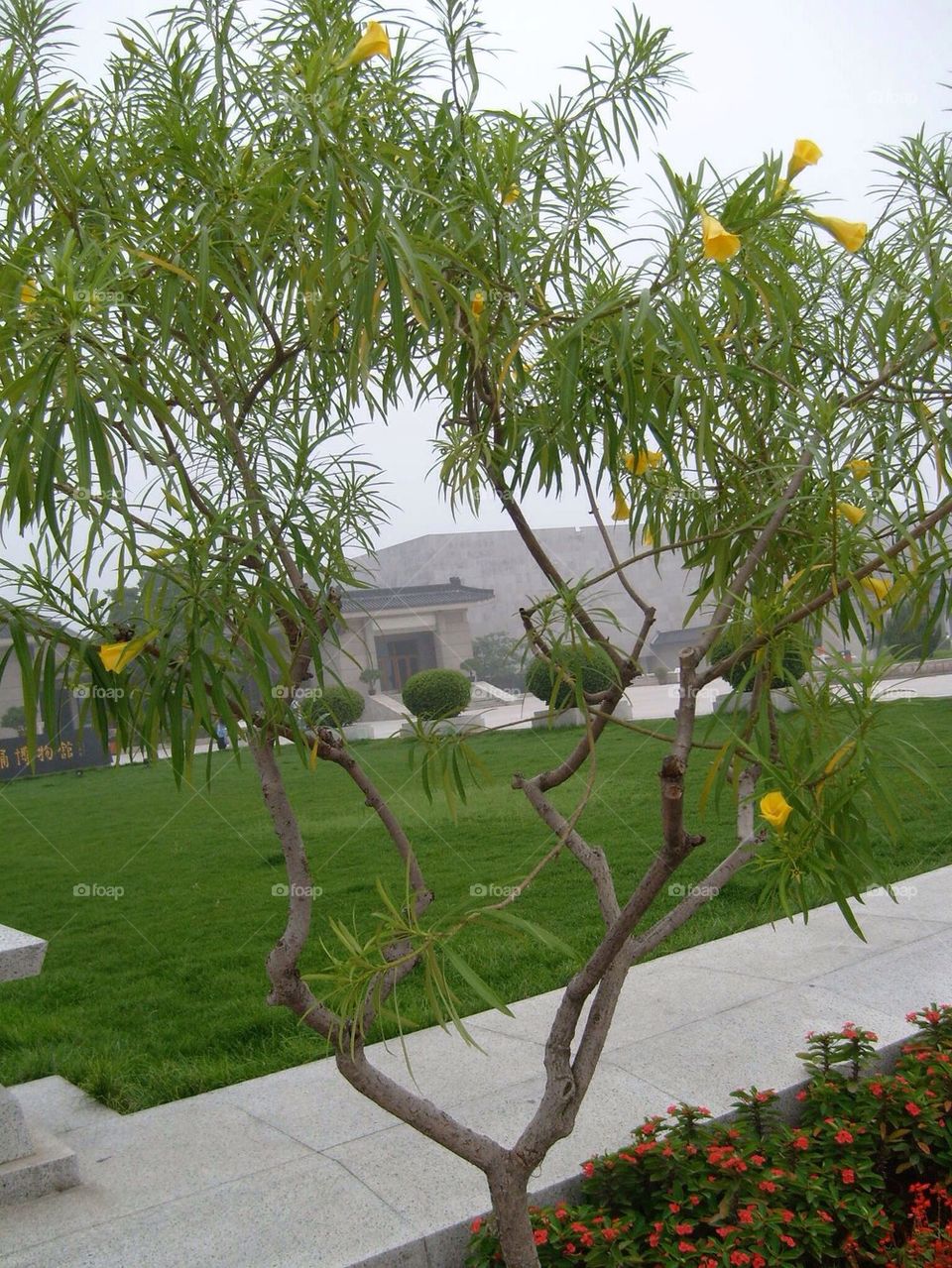 Xi'an China Terracotta Warriors tree