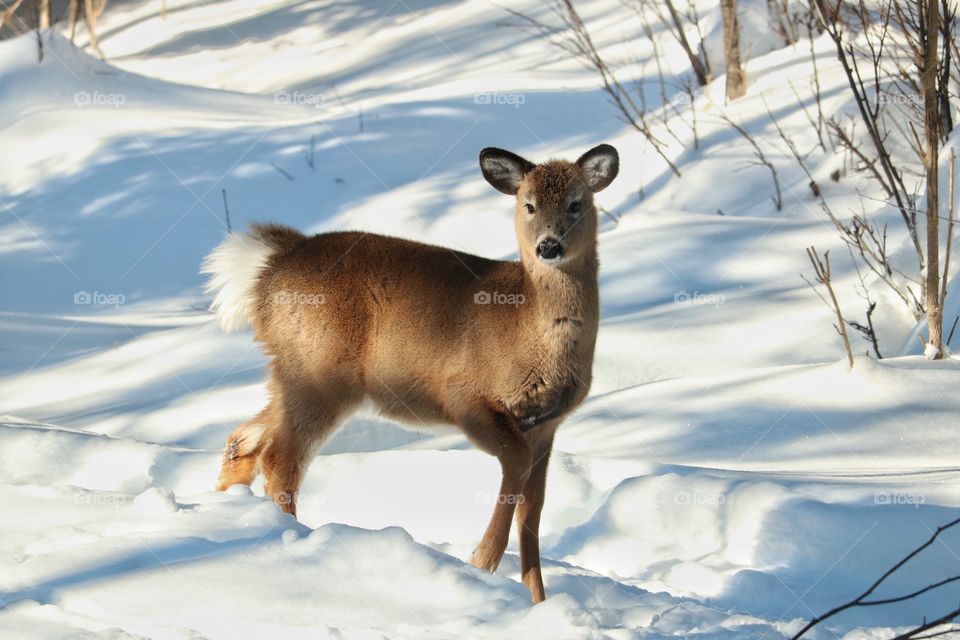 Baby deer