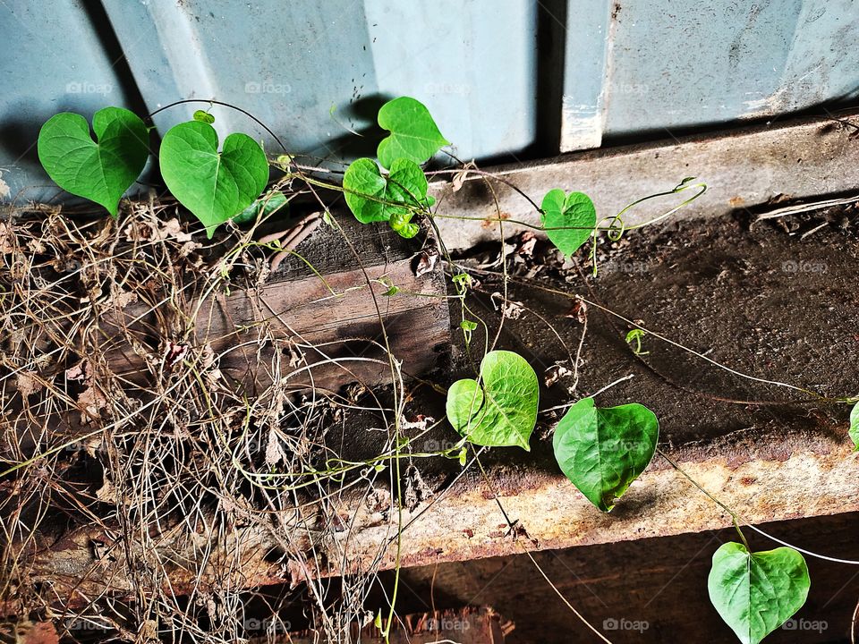 Betel leaf
☘️☘️☘️
Black Soil 
Green Beauty 
above the Rusty iron Rod