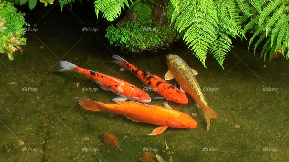 These koi at the local park hardly look real, but they are! They even enjoy eating out of your hands!