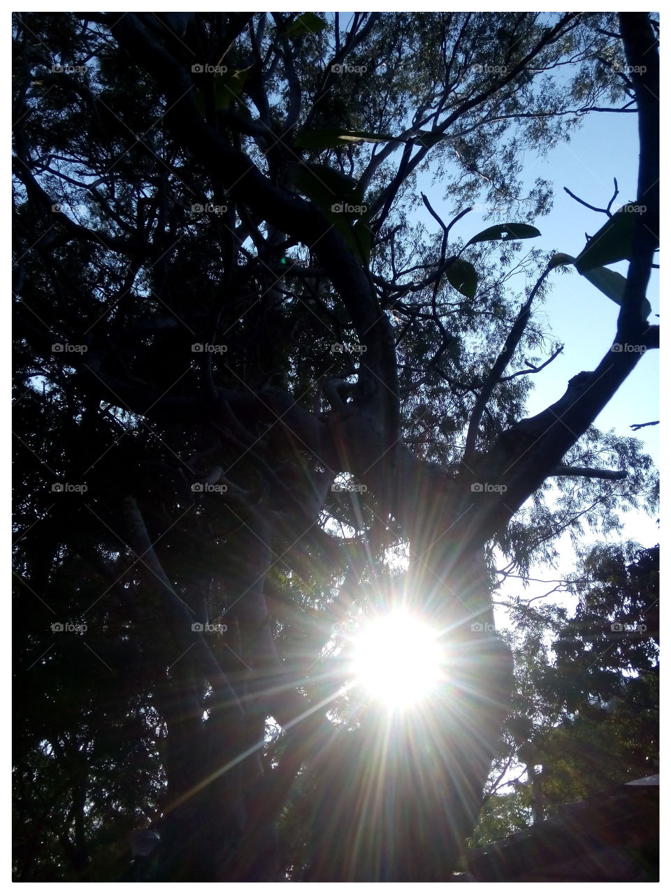 sunbeams tree