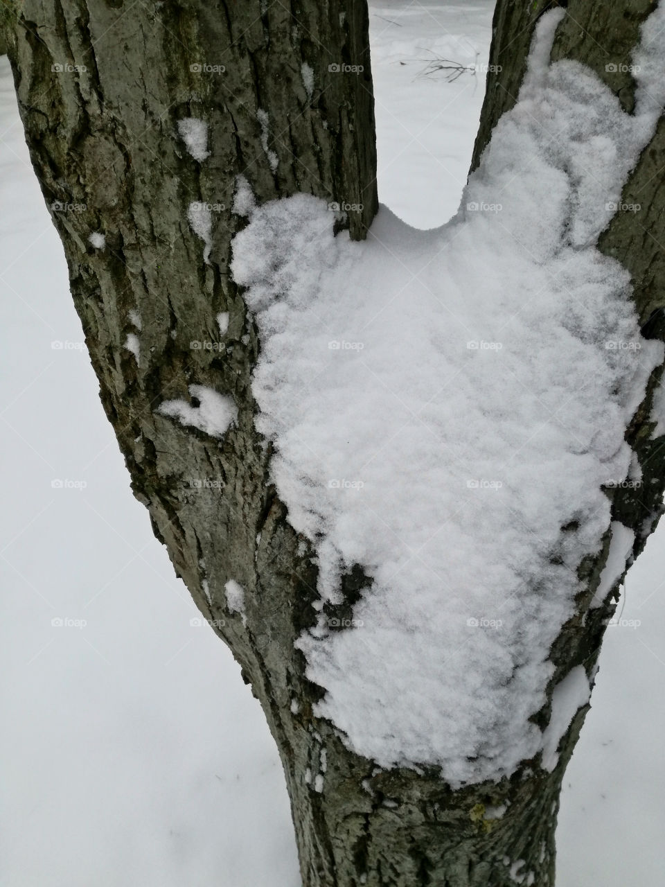 frozen tree and snow.