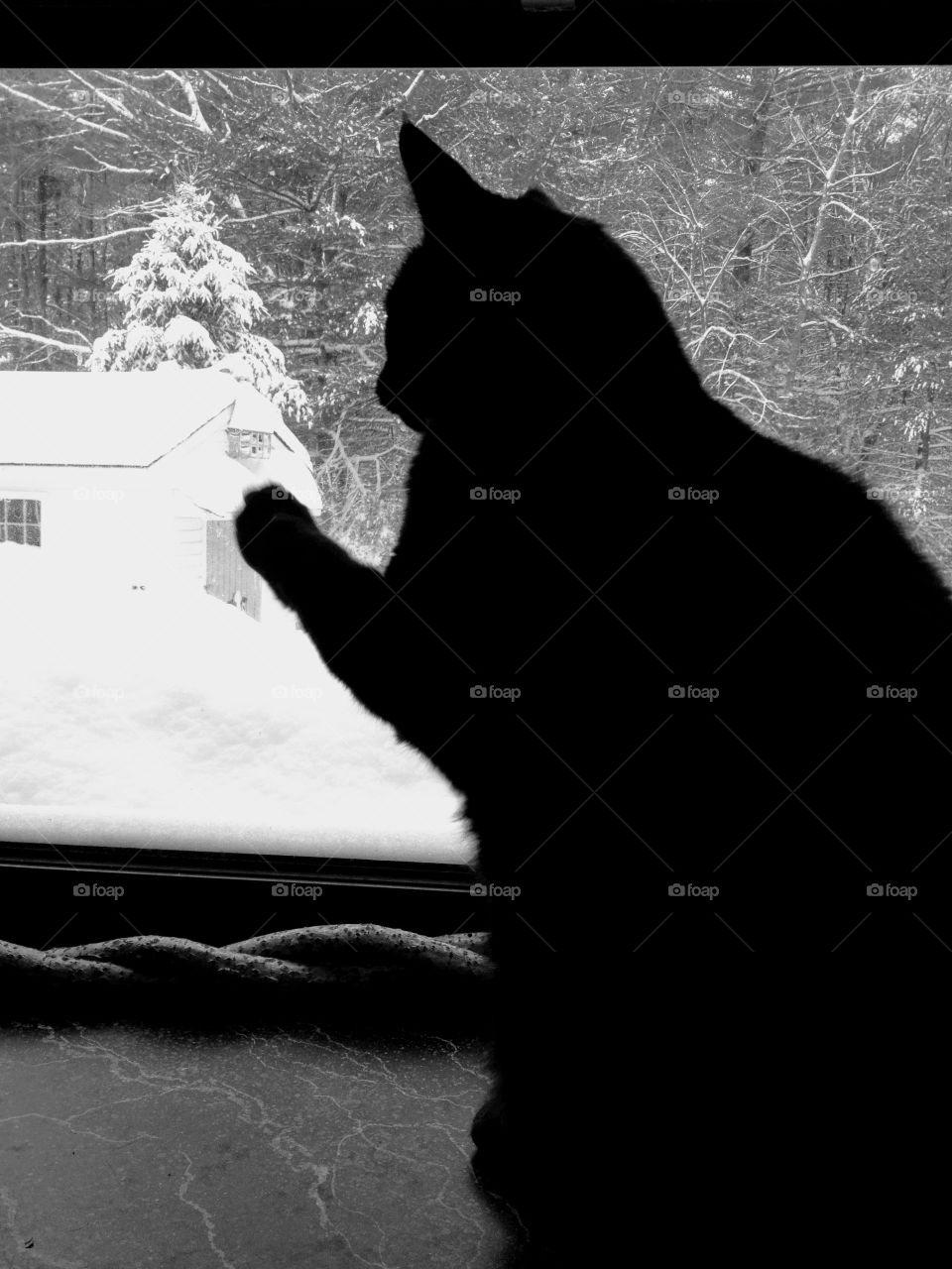 Silhouettes- Cat in window backlit from bright white snowstorm outside. Cat  looking out window with paw up. Monochromatic, B&W pic!