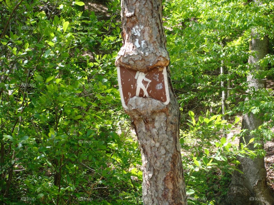 Hiker sign on tree 