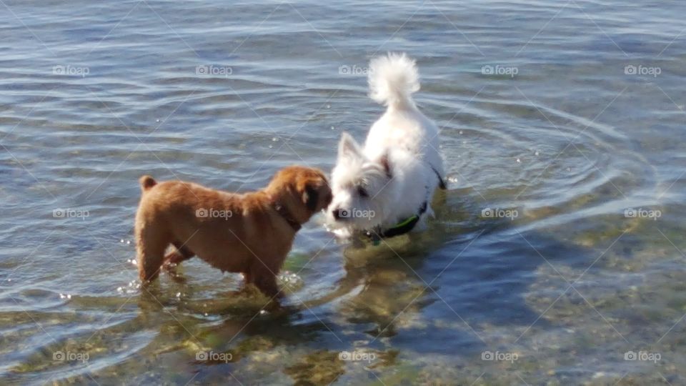 Westie meets a new friend at the beach