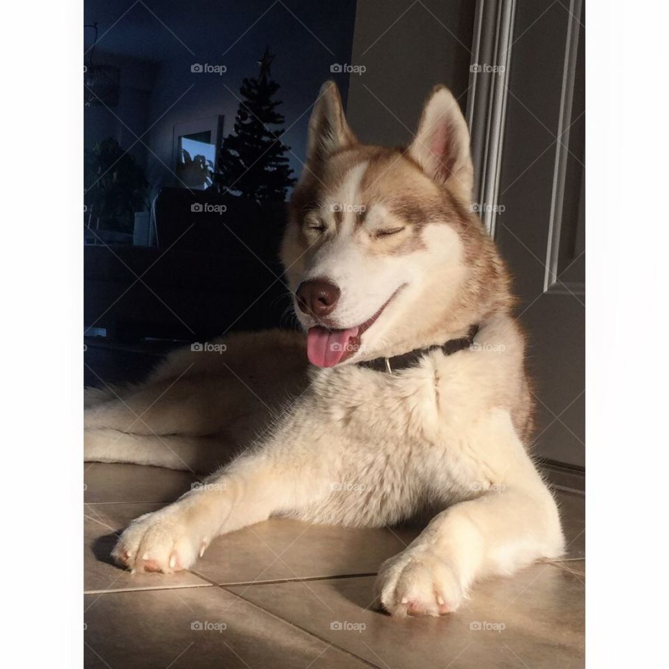 Husky