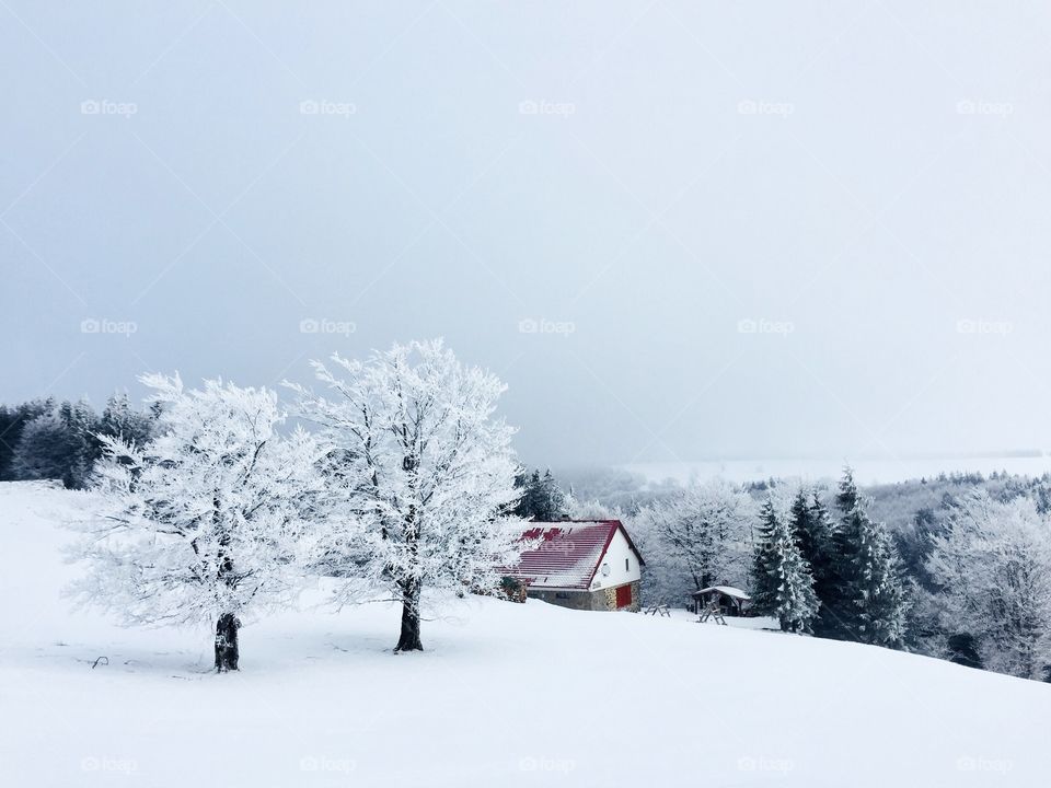 Remote house in the mountains surrounded by trees covered in snow