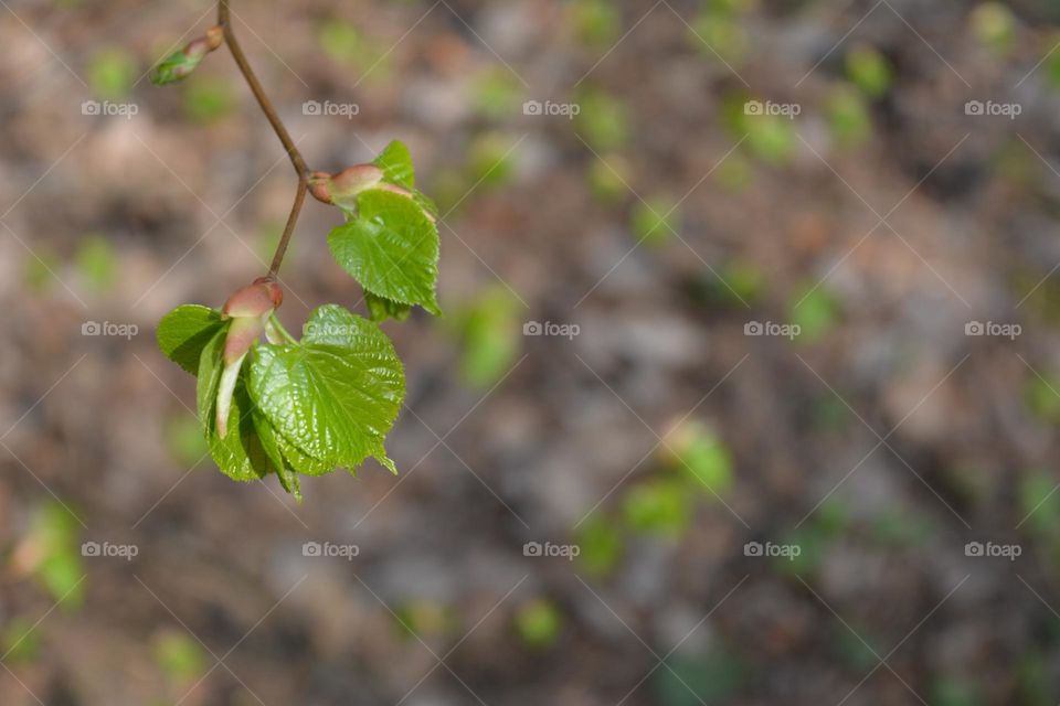 spring nature green young leaves