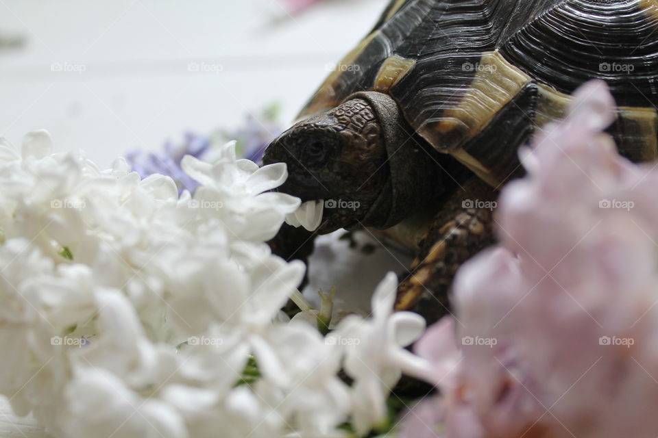 Herman’s baby tortoise eating white and pink lilac from his botanical feast for breakfast