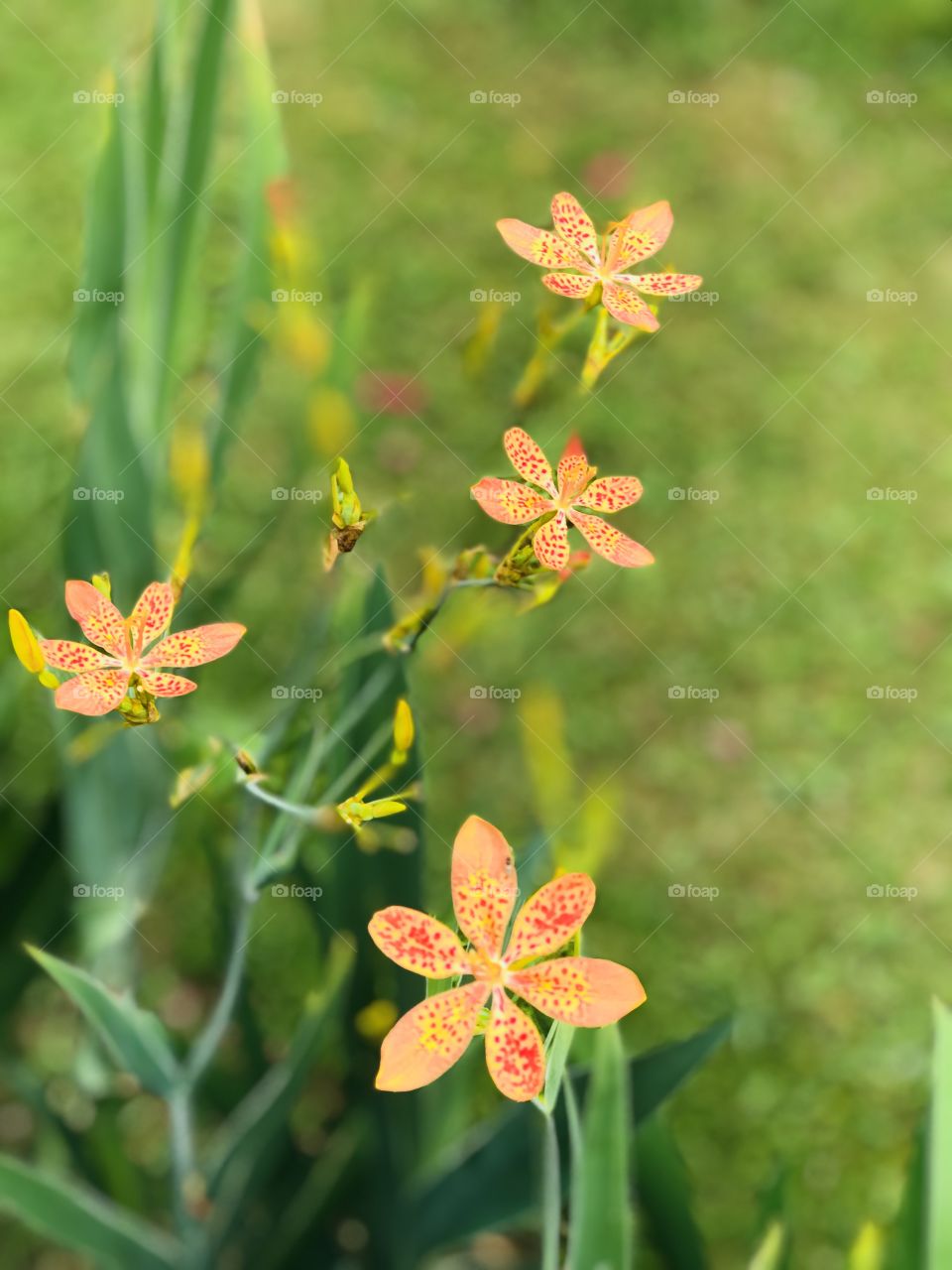 Lily turf flowers