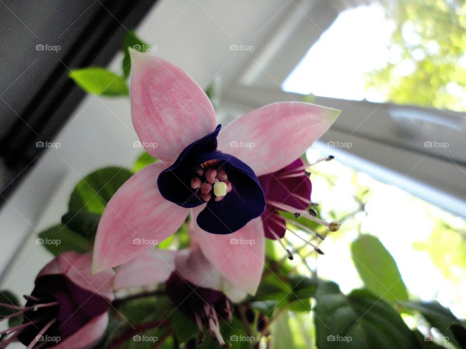 beautiful flowers house plant in the pot blooming